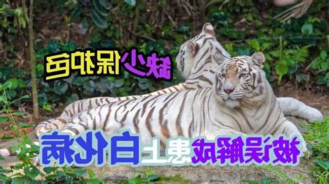 白虎 无毛